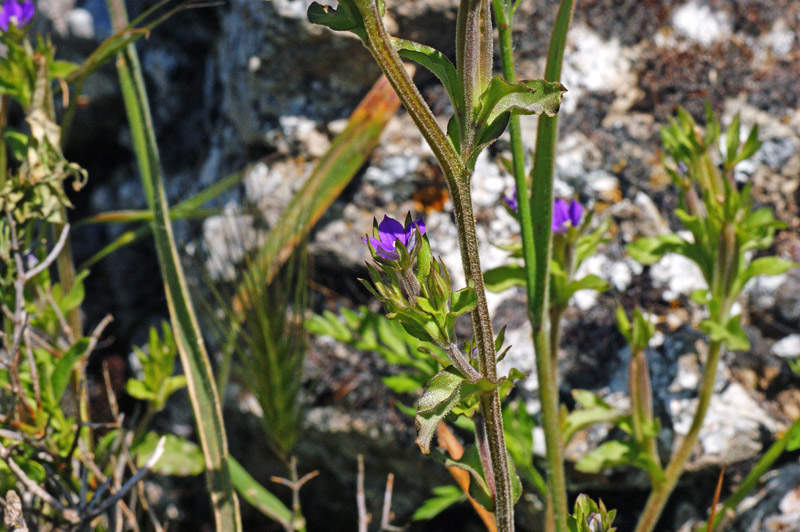 Legousia hybrida / Specchio di Venere ondulato